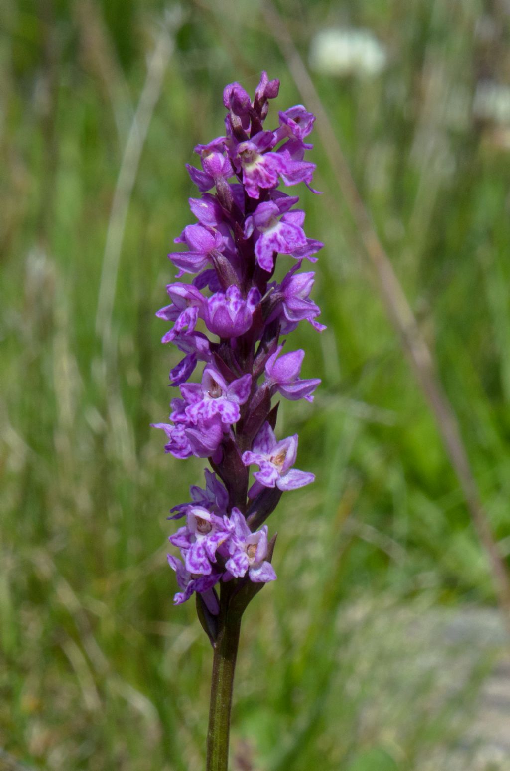  Pseudorhiza nieschalkii (Senghas) P.F.Hunt - Passo del Sempione